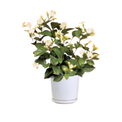 Jasmine